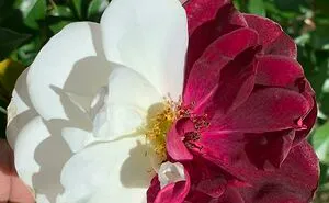 50 Times People Had No Clue What Plant They Were Looking At, But The Internet Knew What It Was Right Away (New Pics)