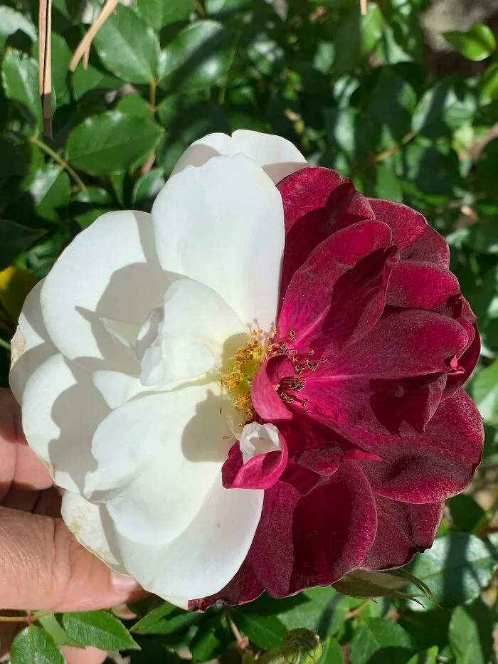 I Thought You Would All Enjoy This Chimera Rose, My Friends Parents Have A Red Rose Bush Where On One Particular Branch It Blooms These Beauties