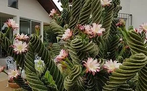 50 Times People Had No Clue What Plant They Were Looking At, But The Internet Knew What It Was Right Away (New Pics)