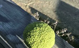 50 Times People Had No Clue What Plant They Were Looking At, But The Internet Knew What It Was Right Away (New Pics)