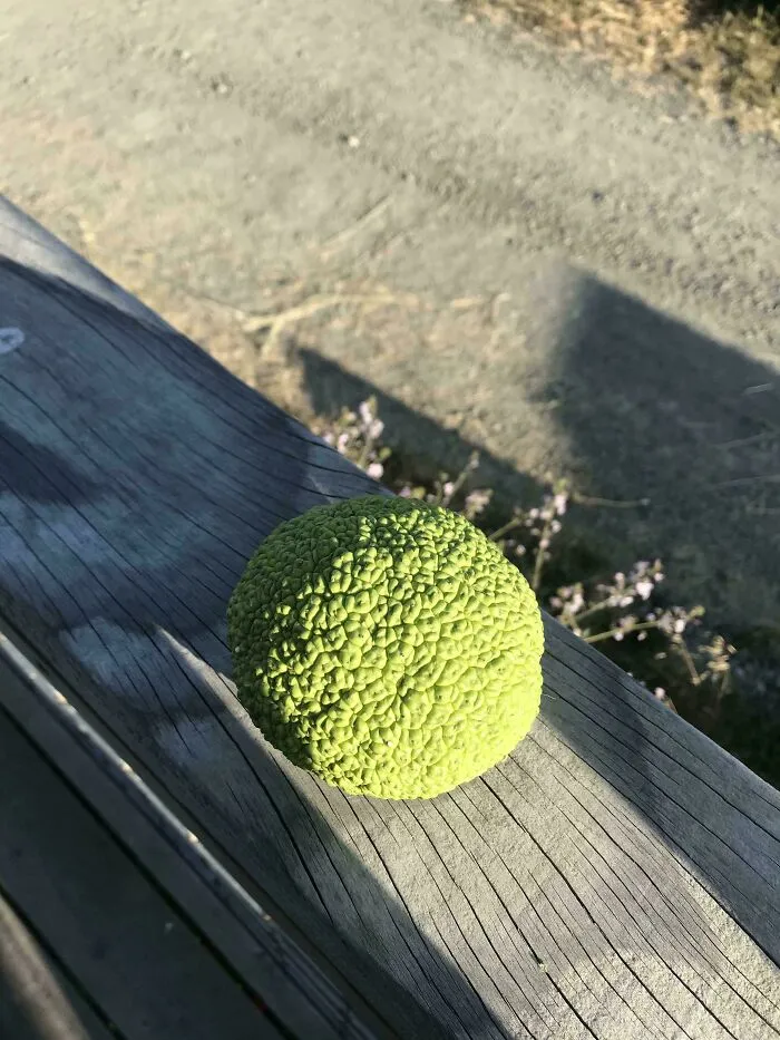 My Buddy Just Ate Some Of This Weird Fruit In Northern California. He Said His Stomach Feels Fine And It Just Tasted “Un Ripe”