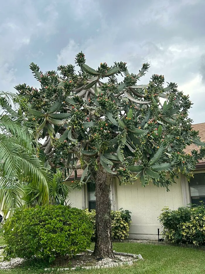 Tree In My Neighborhood That I Have Been Wondering About