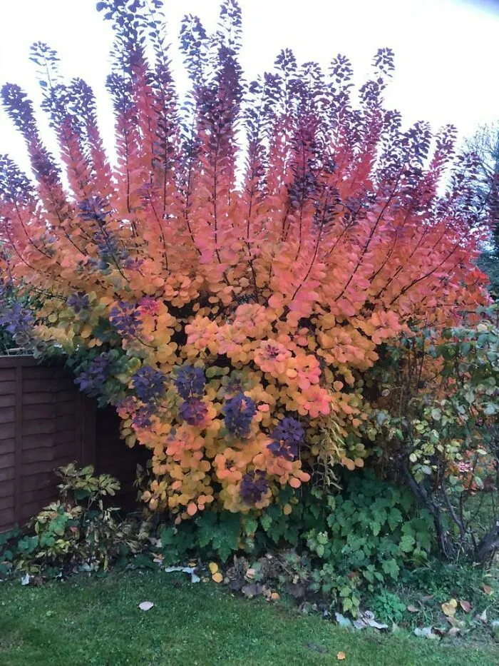 What's This Bush?