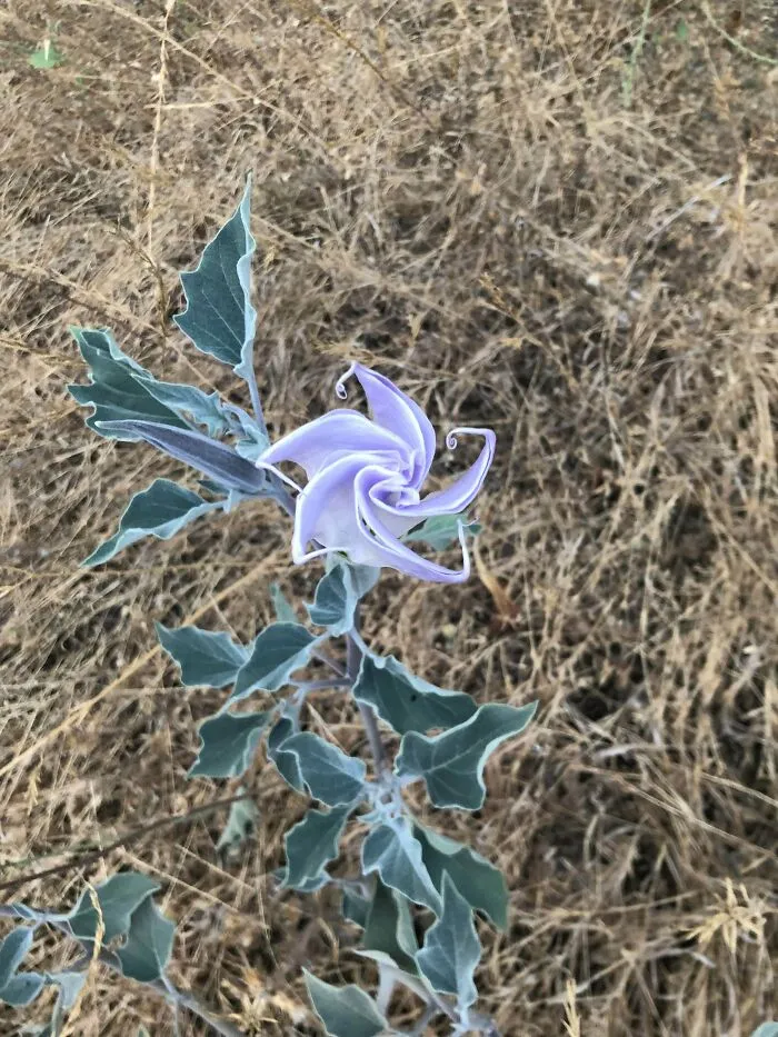 What’s This Purple Guy? Found Hiking Near The Hollywood Sign. Super Cool Shape And Color: