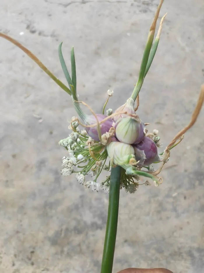 This Strange Thing In My Onion Field