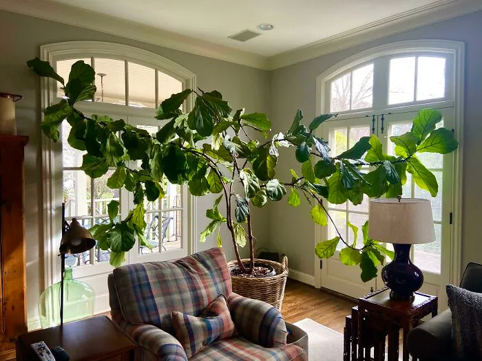 My So’s Mother Has This Magnificent Plant, But She Couldn’t Identify It. Can Anyone Help?houseplant Is Located In North Carolina