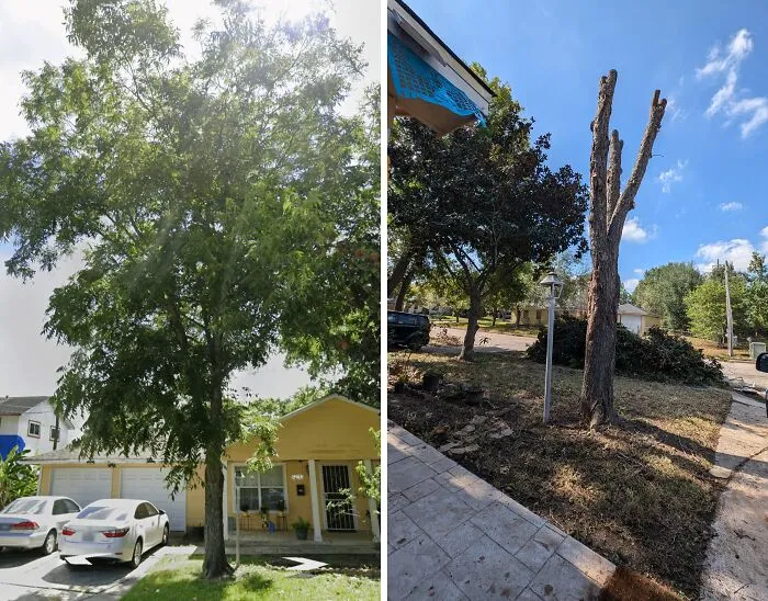 Árbol saludable al frente de una casa comparado con un árbol seco y sin hojas en un barrio residencial bajo cielo azul.