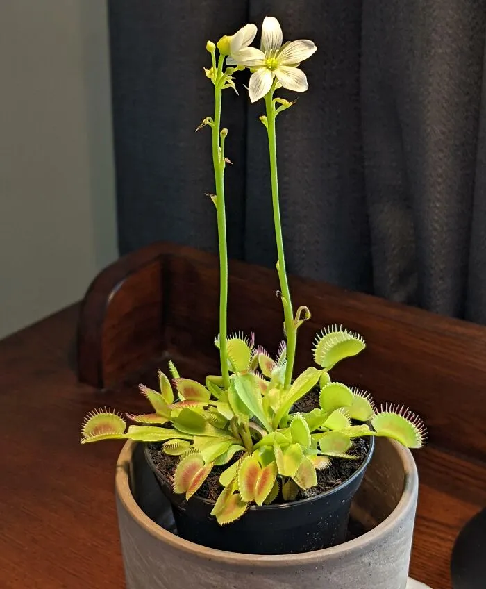 Mi Venus atrapamoscas está floreciendo