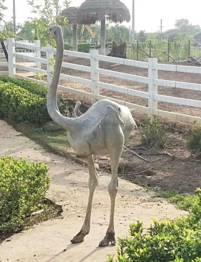 Un avestruz nacido sin plumas