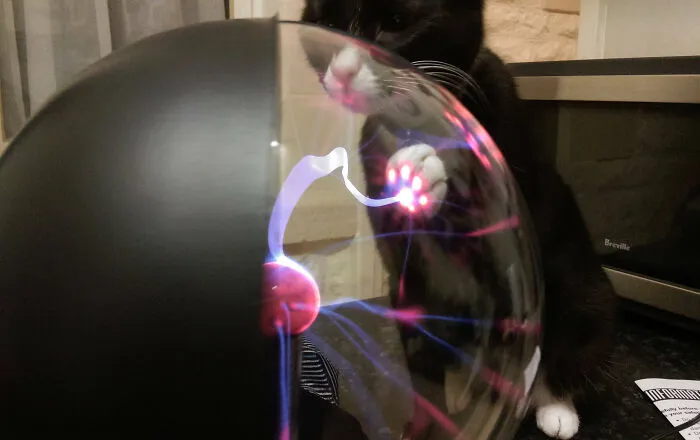 Esto es lo que sucede cuando un gato toca una bola de plasma.