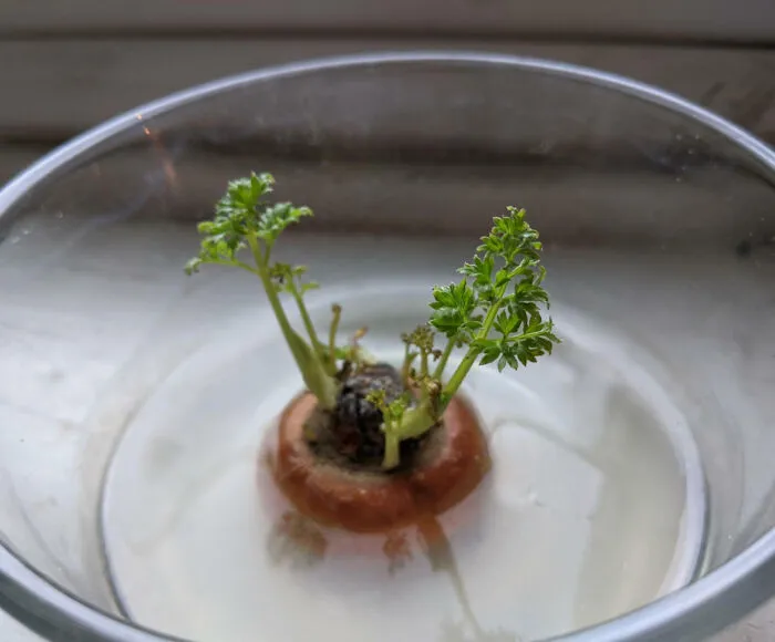 Metí un trozo de zanahoria en agua para ver qué pasaba y, sin querer, creé una pequeña isla.