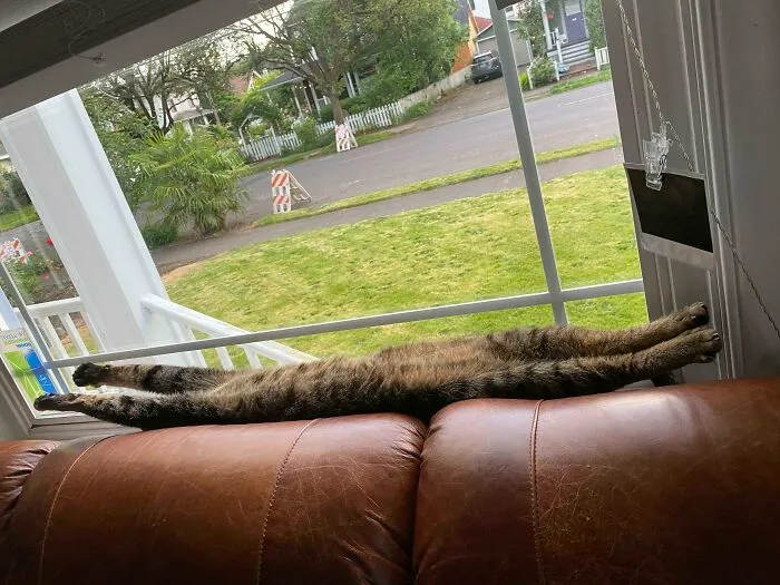 Looooooooooong Belly