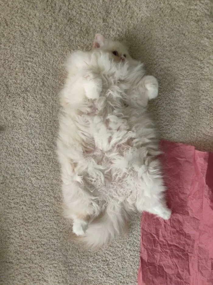 Her Winter Coat Is Taking Her Fluffiness To Comical Levels