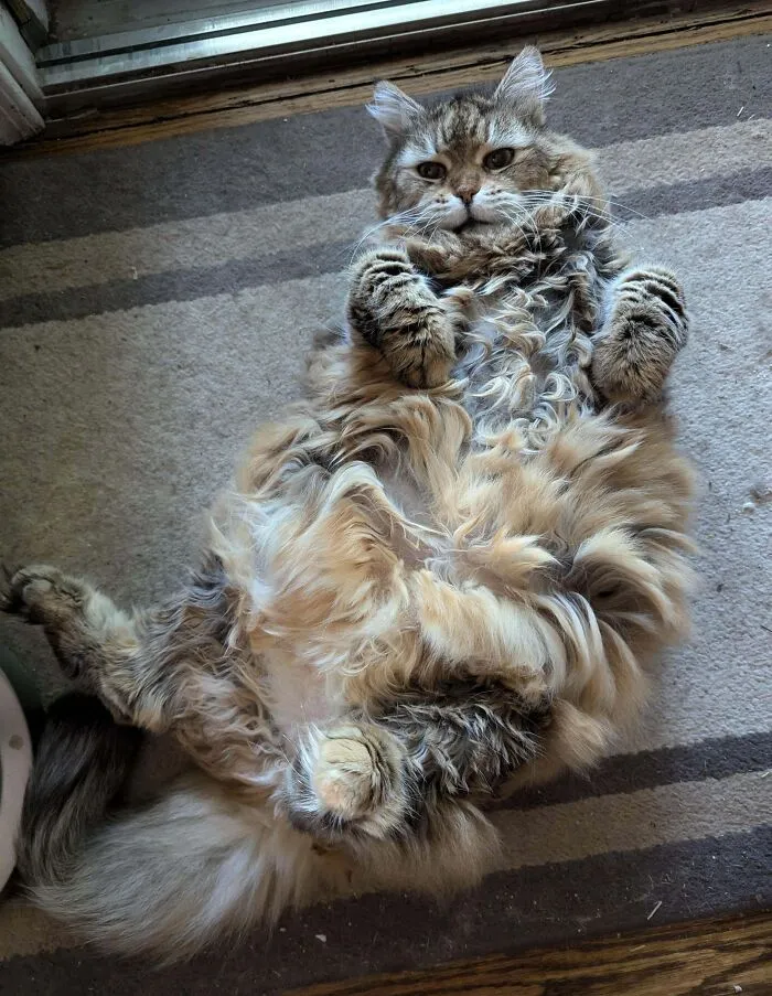 I Created This Sub 10 Years Ago Or So Because Of This Belly. She Passed Away Yesterday And I Wanted You All To See Her Glorious Floofiness Again