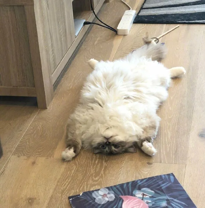 The Best Belly Ever