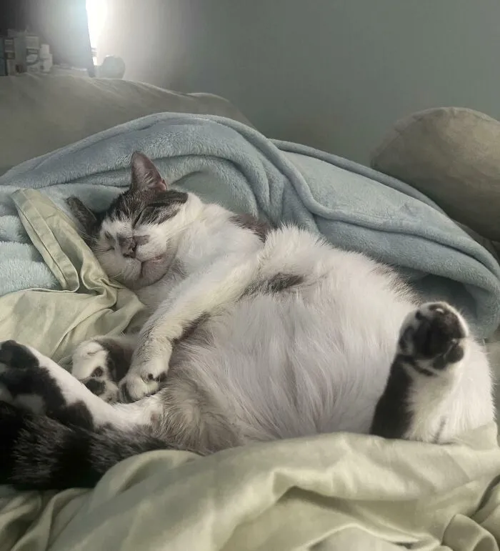 From Feral Stray To Permanent Stay. This Boy Has Made Himself At Home