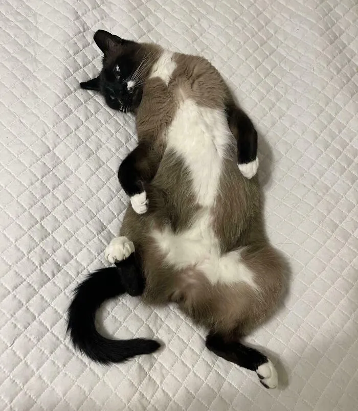Denver Wanted To Show Everyone His Belly!