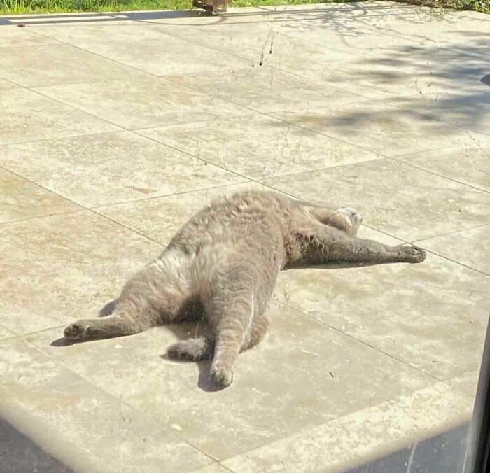 When The Sun Shines, The Belly Appears [oc]