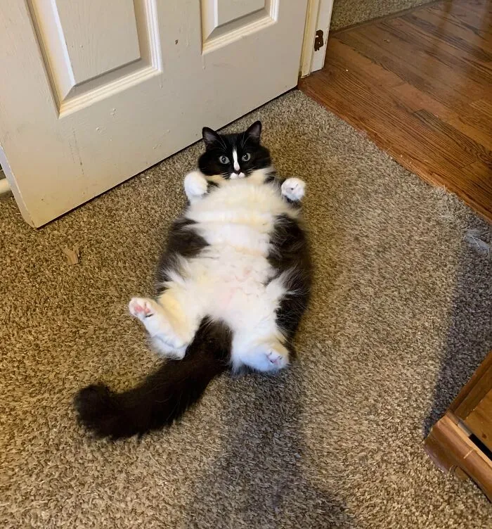Summer Showing Off Her Floof