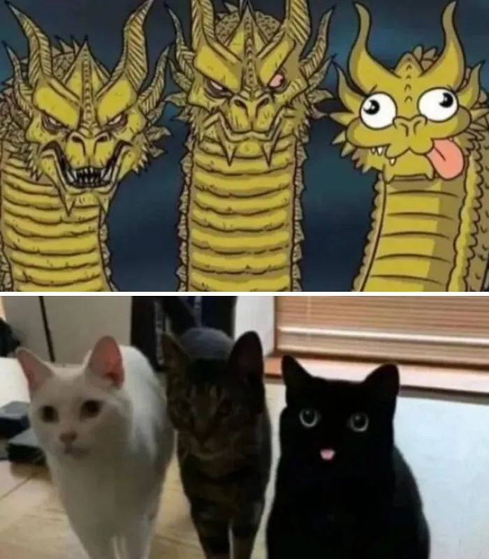 'Give Me Cat Memes': 50 Funny Cat Memes To Brighten Your And Your Pet’s Day