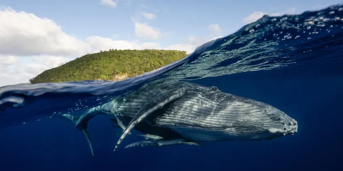 Open Nature/Landscape: "The Whales Welcome" By Matthew Smith, Australia