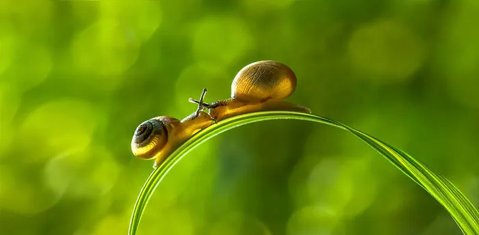 Open Nature/Landscape: "Snail Kiss" By Ngar Shun Victor Wong, Hong Kong