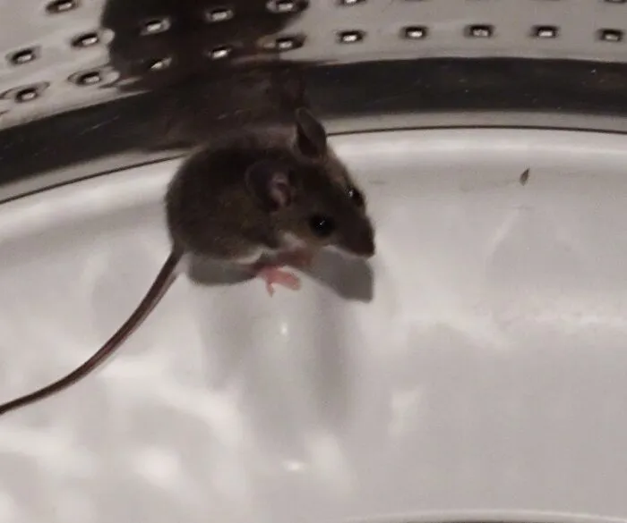 A Mouse In Laundry Machine