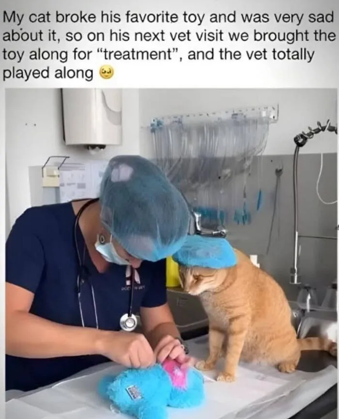 'Give Me Cat Memes': 50 Funny Cat Memes To Brighten Your And Your Pet’s Day