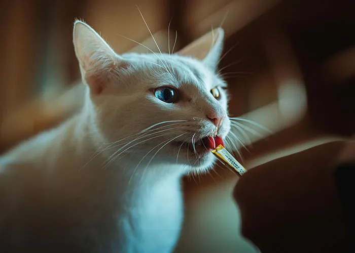 “Blow On Their Nose”: People Have Firsthand Experience That These 45 Cat Hacks Work