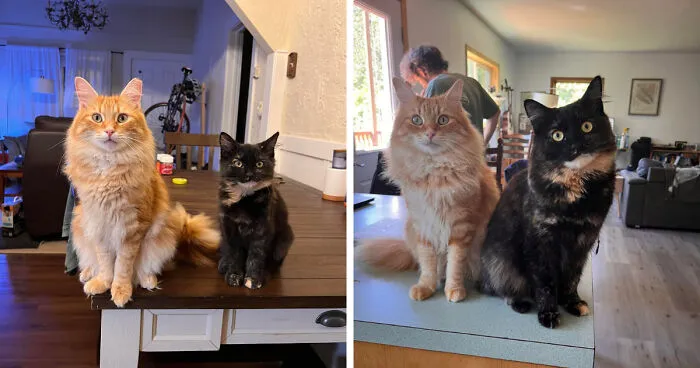Twig (Tortie) When We First Brought Her Home vs. Now