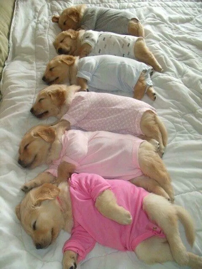 Hilarious-Dog-Memes-Pics