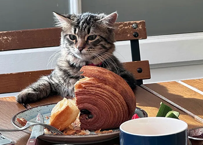 “Blow On Their Nose”: People Have Firsthand Experience That These 45 Cat Hacks Work