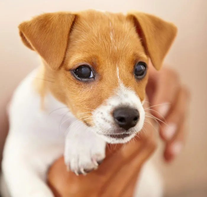 Close-up of a small dog being held gently, unrelated to plastic surgeons or unnecessary surgeries topic.