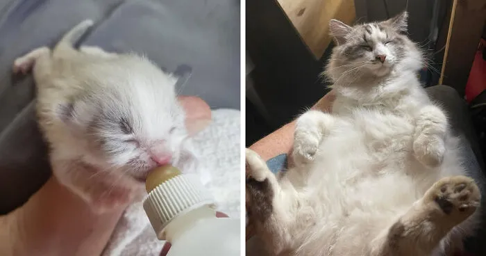 This Is Baby. He Was Born During A Storm And It Scared His Mom Off So I Raised Him From Day One