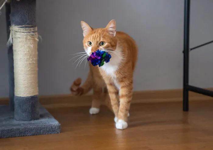 40 Tales Of Cats Being Absolute Hooligans, As Shared By Netizens