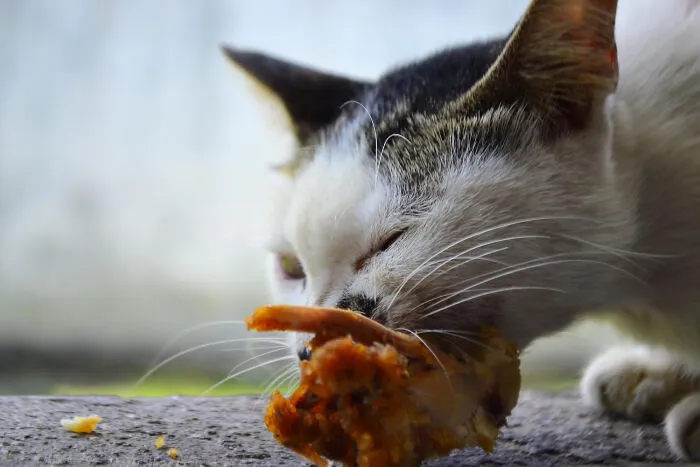 40 Tales Of Cats Being Absolute Hooligans, As Shared By Netizens