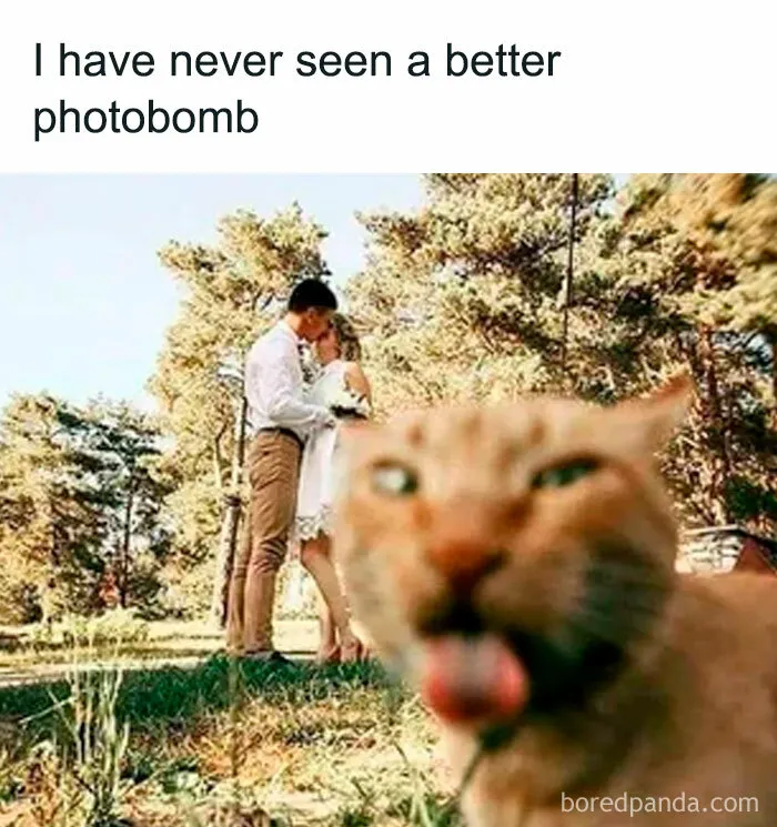 50 Hilariously Adorable Cat Memes That Might Warm Your Soul And Distract You From Life