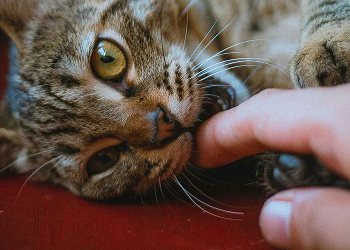 “Blow On Their Nose”: People Have Firsthand Experience That These 45 Cat Hacks Work