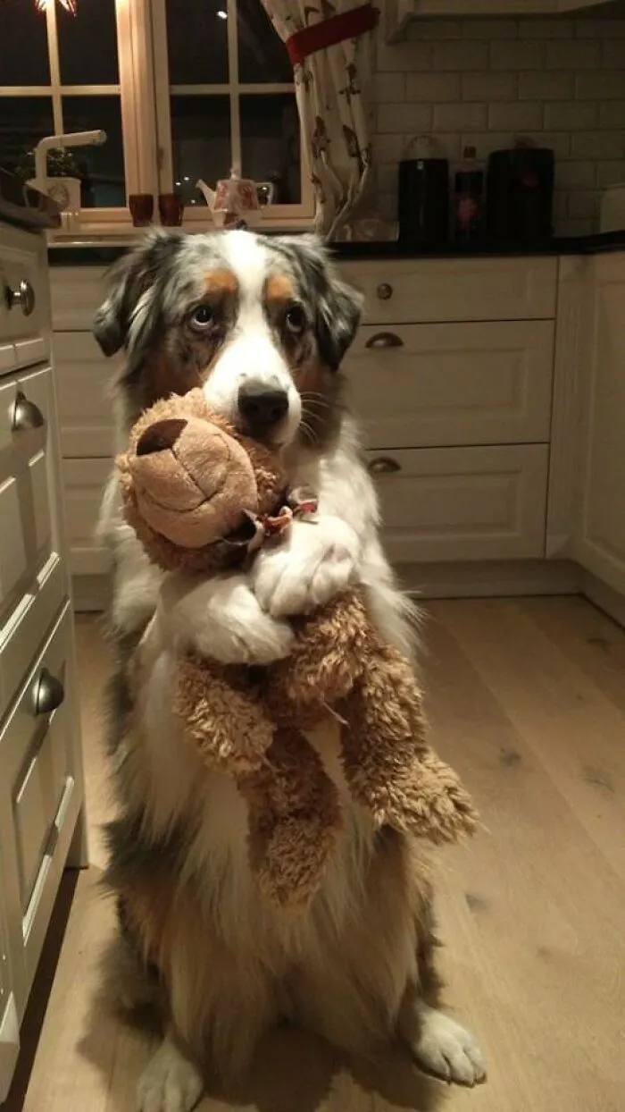 50 Truthful Memes About What It’s Like To Have A Dog