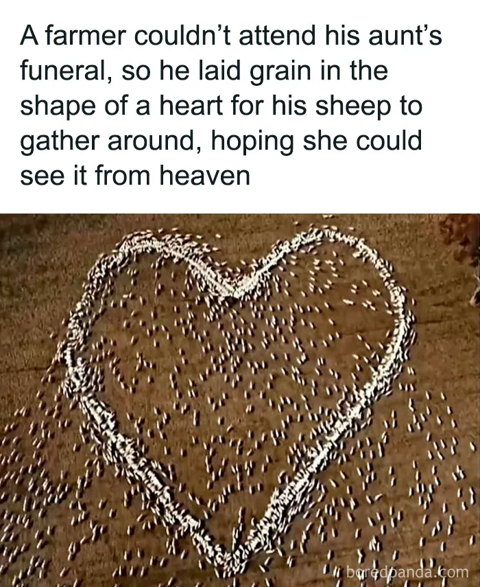 Heart-shaped grain laid by a farmer with sheep gathered around, an adorable and wholesome post to brighten your feed.