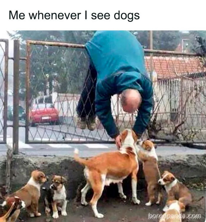 50 Truthful Memes About What It’s Like To Have A Dog