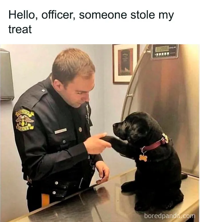 50 Truthful Memes About What It’s Like To Have A Dog