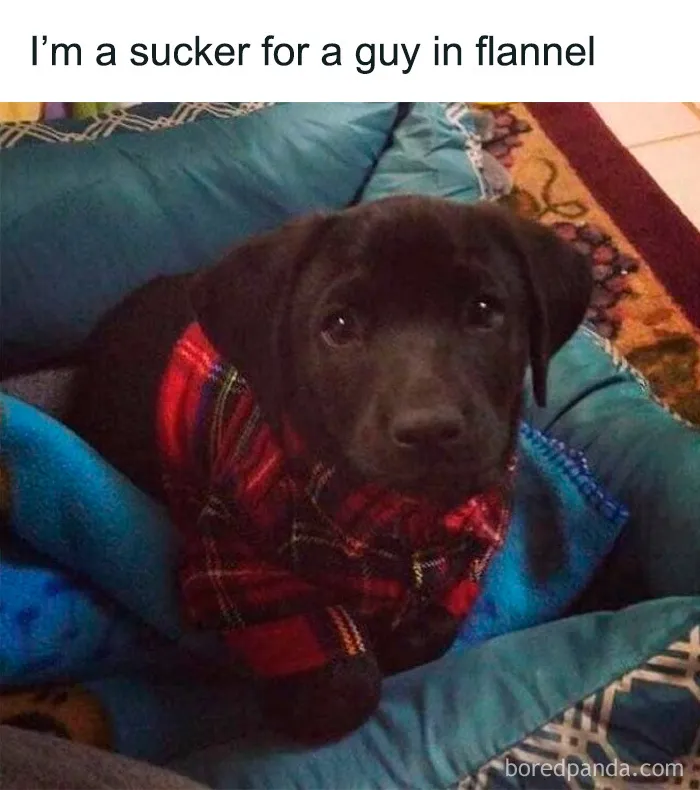 50 Truthful Memes About What It’s Like To Have A Dog