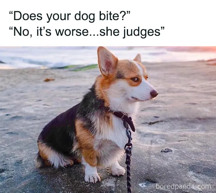 50 Truthful Memes About What It’s Like To Have A Dog