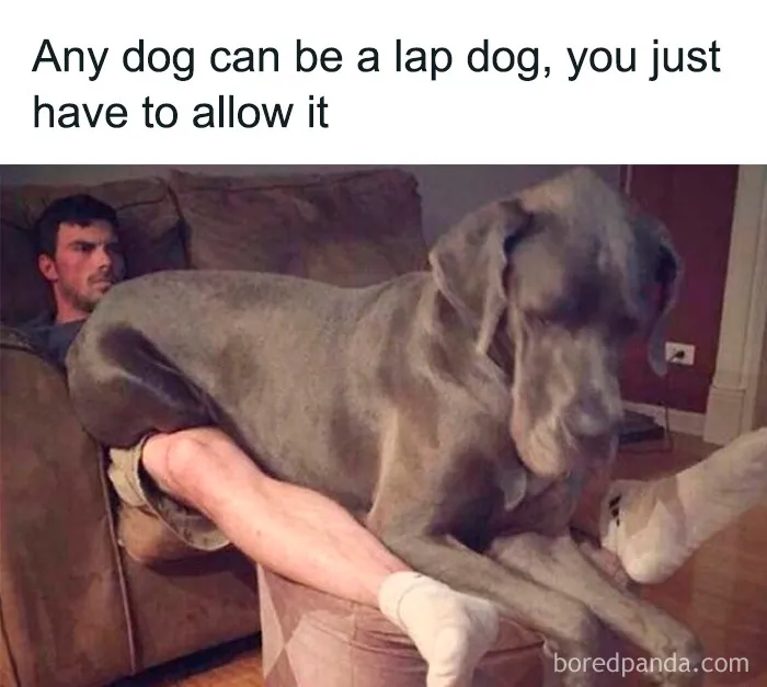 50 Truthful Memes About What It’s Like To Have A Dog
