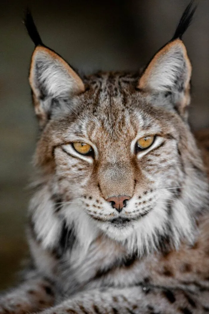 I Photograph Wild Animals, Here Are 36 Of My Favorite Ones