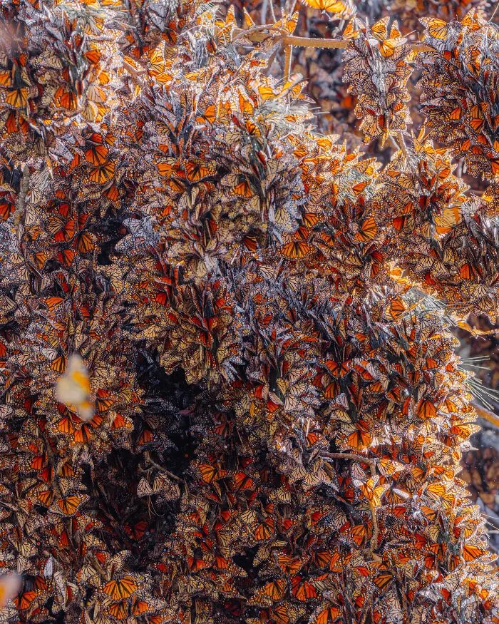 Among A Sea Of Monarch Butterflies In Mexico — The Most Magical Thing I’ve Ever Seen (35 New Pics)