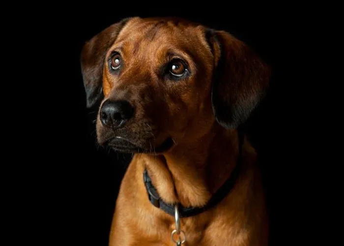 50 Stories About The Most Intelligent Pets People Have Ever Had