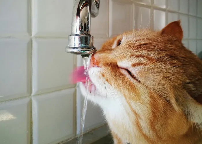 50 Stories About The Most Intelligent Pets People Have Ever Had