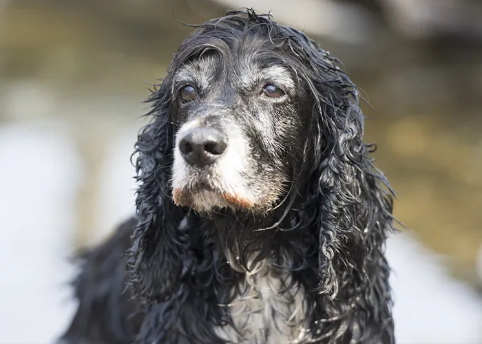 50 Stories About The Most Intelligent Pets People Have Ever Had